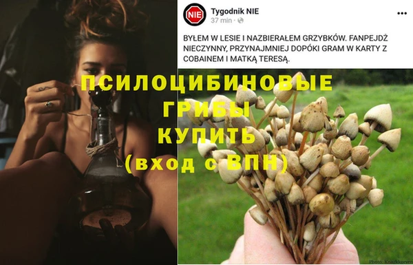 ПСИЛОЦИБИНОВЫЕ ГРИБЫ Абдулино